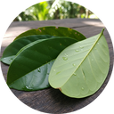Soursop Leaf