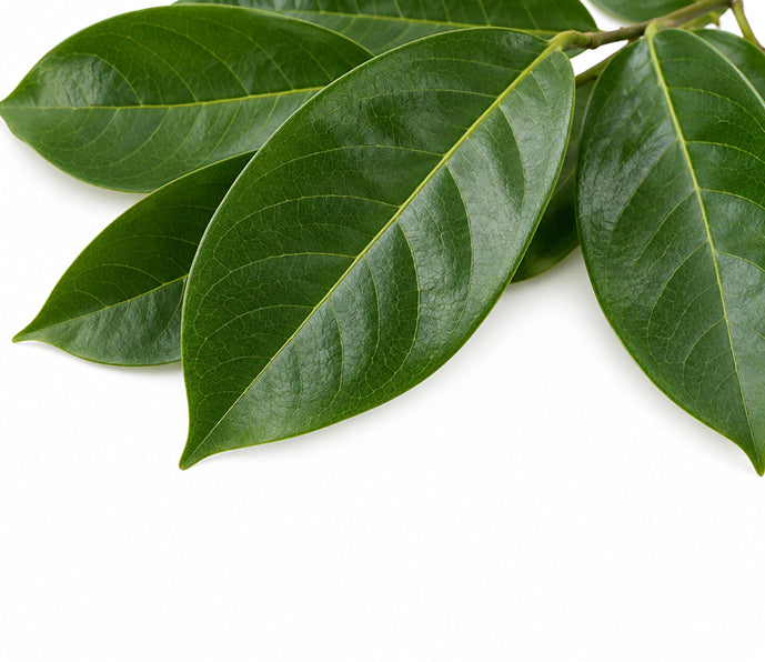 Soursop Leaf