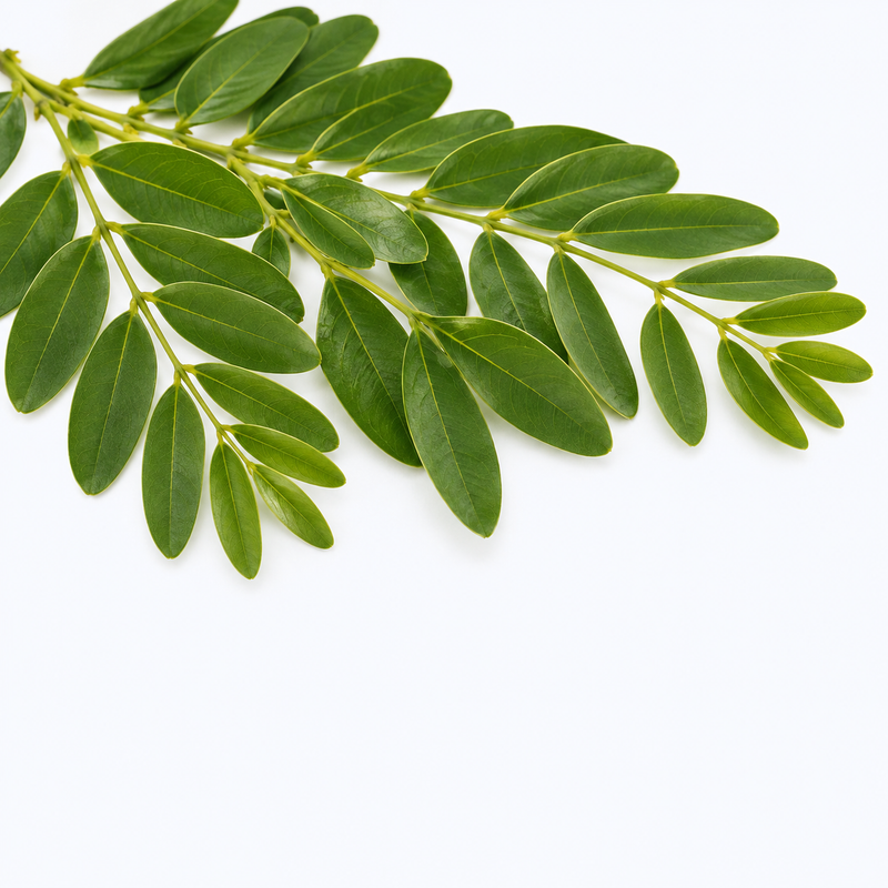 Senna Leaf