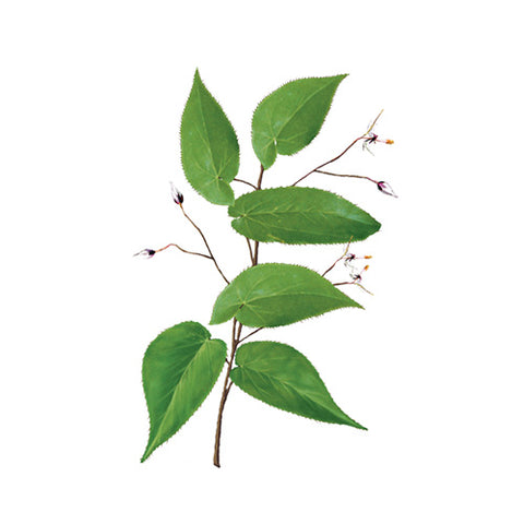 Goat Weed